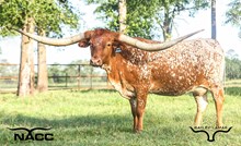 GF ADELITA