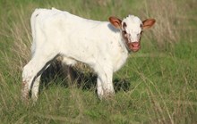 2025 Cajun Queen Bull