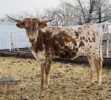 Calf 24
