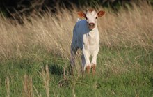 2025 High Maintenance Bull