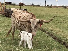IM BULL 30/19