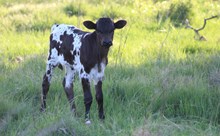 2025 Jubilant Iron Heifer