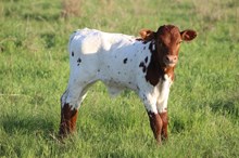 2025 Lucky Starlight Bull