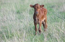 2025 Have Another Bull