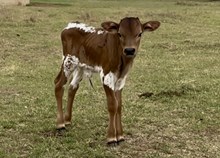 TUCO x FENCES steer