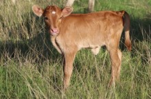 2025 Yaas Heifer