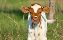 2025 Iceberg Rose Bull