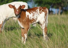 2025 Yada Yada Bull