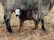 503 Heifer