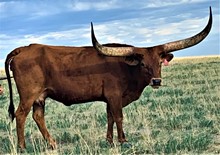 TEXANA SUNRISE LV