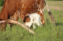 2025 Callie Heifer