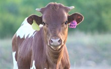 2022 Rio Beauty Heifer