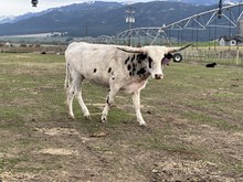 Win W Dew 23 Heifer