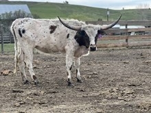 Charlotte 23 Heifer