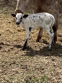 Horn Wine X Spice 25 Heifer