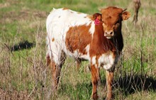 2019 Seb C Point Bull