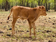 508 Heifer