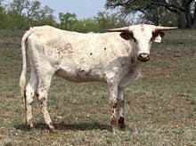 LM TEXANA’S EDGE