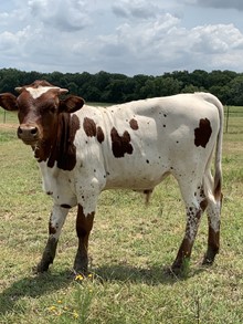 TUFF'S APOLLO