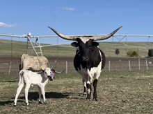 Mr. Blue X Black Dragonfly 25 Heifer