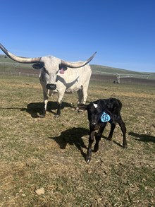 Horn Wine X White Pearl 25 Bull
