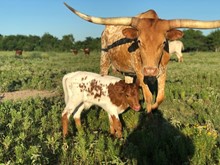 FROSTYLICIOUS BULL CALF