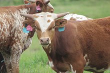 2024 Ruby Rose Bull