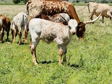 520 Heifer