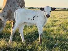 532 Bull
