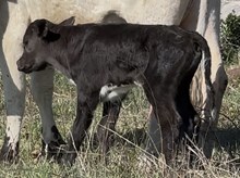 LM7 TEXAS TREASURE steer