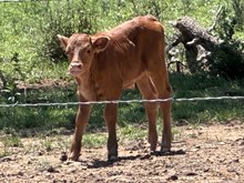 TUCO LM X DIAMOND LIL steer