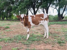 507 Heifer
