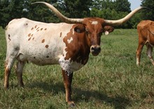 DEL RIO CHICK