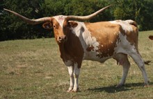 CWR DELIGHT