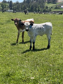 Horn Wine X Sassy Cowgirl 25 Bull