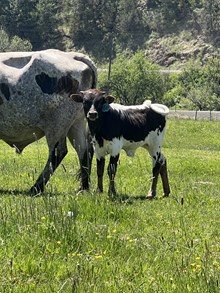 Reckon So X Another All Star 25 Bull 