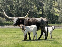 Reckon So X Halo 25 Bull