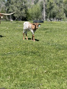 Reckon So X Hot Rosetta 25 Bull