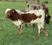 DCT - DH HIRED HAND x RZ BIG GIRL (B)