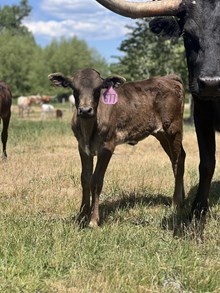 Reckon So X Overhead Opal 25 Heifer