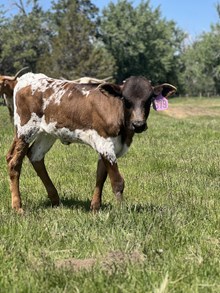 Reckon So X Top Wind 25 Heifer