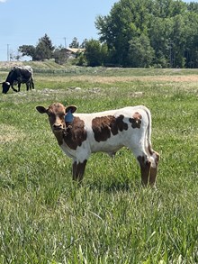 Clear Win X Crowns Pacific Girl 25 Bull 