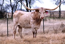 D/O COWBOY'S A-DO