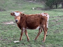 Pumpkin heifer