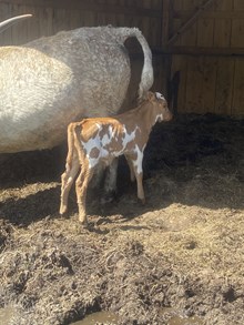 Rocket x Safari (Bull)