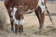 2021 Honey Heifer