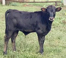 YR Bull Calf