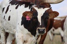 2019 Umbra Bull