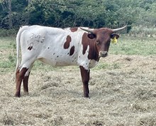 LCL’s Laverne