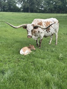 Royal T x Firebird Heifer